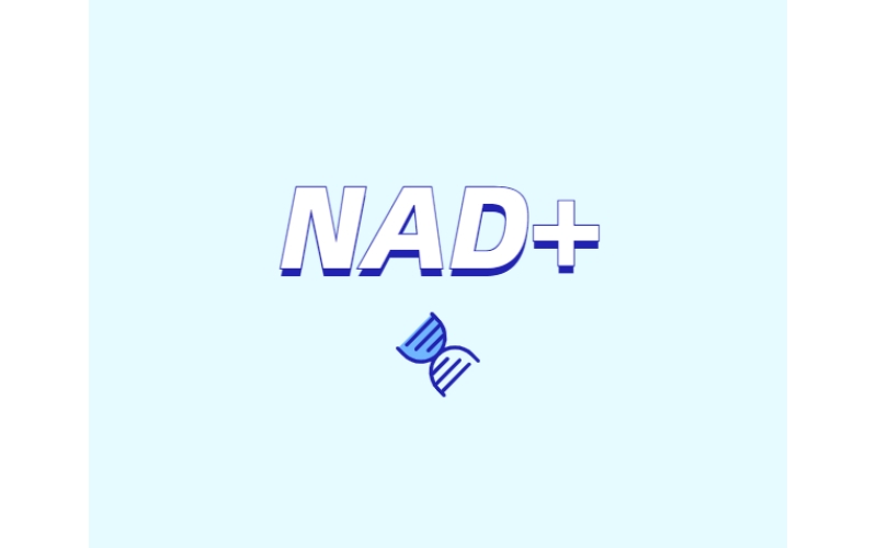 NAD與NMN的全新概念？